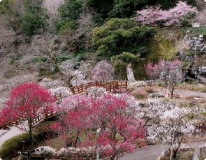 熱海梅園の風景