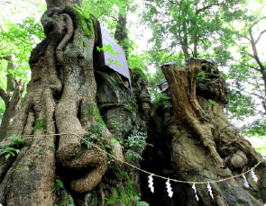 來宮神社の大楠